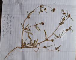 Image result for Gisekia