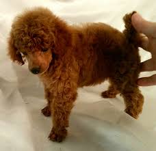 Red toy poodle puppies for sale. Texas Red Poodles