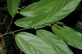 Image result for Leptonychia tokana