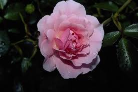 صور وردة جورية بيضاء و زهرية Photo Hd Different Kinds Of Flowers Petals Amazing Flowers