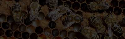 Maybe you would like to learn more about one of these? San Antonio Bee Removal Wasp Removal Hornet Removal