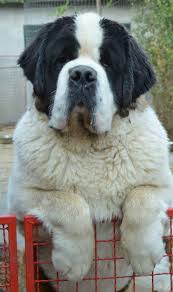 neon big boy st bernard dogs bernard dog dogs