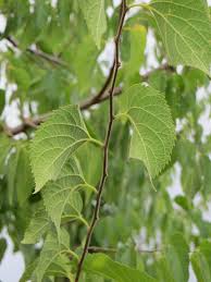 Image result for Celtis