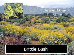 Maybe you would like to learn more about one of these? Desert Wildflower Yellow And Gold Wildflowers Desertusa