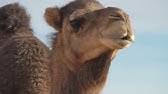 Camels are a mammal of the camelidae family. ë‚™íƒ€ì†Œë¦¬ Camel Sound Youtube