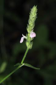 Image result for Justicia niassensis