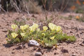 Image result for Grielum