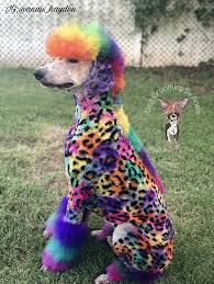 Pin By Anais Hayden On Dog Grooming By Anais Dogs Dog Grooming Animals