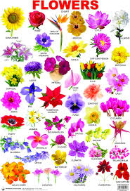 Unique Flowers Images With Names In Marathi Top Collection