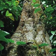 Image result for Coula edulis