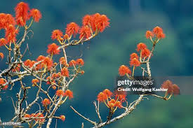 Image result for Erythrina abyssinica