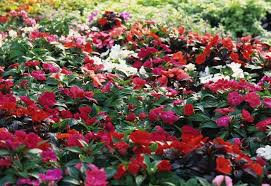 Image result for Impatiens irvingii