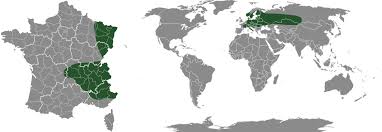 Image result for Mesotype parallelolineata