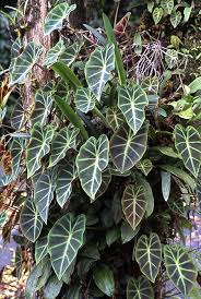 Image result for Remusatia