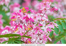 Image result for Cassia javanica