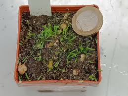 Image result for Utricularia welwitschii