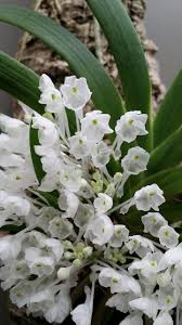 Image result for Podangis