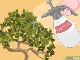 In this blog post i share with you the progression of my very first acacia bonsai in the african i share tips and suggestions on bonsai'ing this species successfully so that you might also enjoy growing these wonderful trees. Simple Ways To Revive A Bonsai Tree 13 Steps With Pictures