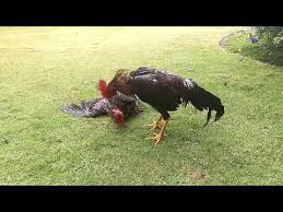 Check spelling or type a new query. Cockfighting Spurs For Sale 08 2021