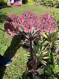 Image result for Kalanchoe daigremontiana