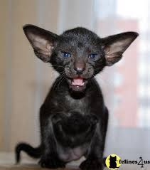 Oriental Kittens For Sale Oriental Shorthair Cats Oriental Shorthair Oriental Shorthair Kittens