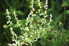 Image result for Aerva