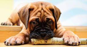 Still wanted to get marks. Bullmastiff Names Pick The Perfect One For Your Tough Dog