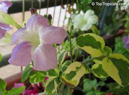 Image result for Asystasia guttata