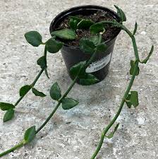 Image result for Ceropegia carnosa