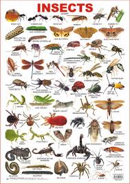 Educational Charts Series Insects