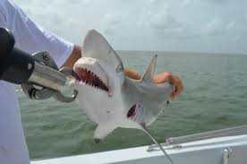 Black Tip Shark Black Tip Shark Shark Fishing Offshore Fishing