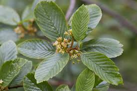 Image result for Fuirena bullifera