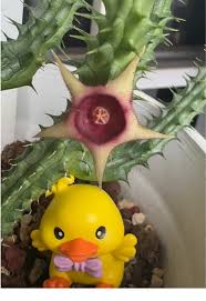Image result for Huernia verekeri