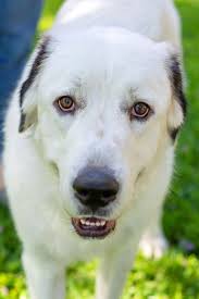 The admission price is under $10 and it is an aza (association of zoos and aquariums) member. Dog For Adoption Ryder A Great Pyrenees In Baton Rouge La Petfinder