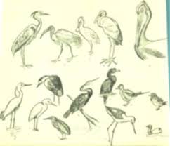 Dr Gift Siromoney S Home Page Stork, crane, thani, pigeon, naarai, manipura, parunthu, kazhukan, kuil bird. dr gift siromoney s home page