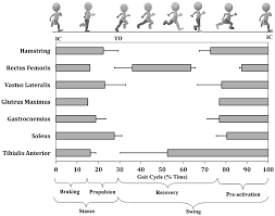 The Muscle Activation Timings Of The Lower Limbs During