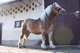 Apartamente de vânzare în vilă sau bloc, în baia mare. 68292848 4 Cai De Tractiune Rupea De Vanzare Cei Mai Frumosi Caii Ionutbbn