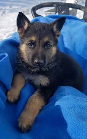 We feed them high quality protein rich food (blue buffalo & other farm fresh ingredients) promoting healthy immune systems, muscle growth, strong teeth/bones & a lush shiny coat. German Shepherd South Dakota Puppies Home Facebook