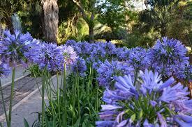 Agapanthus Africanus Ballyrobert Gardens
