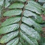 Image result for Cnestis polyphylla