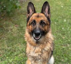 Berger Allemand à adopter en France!! | Facebook