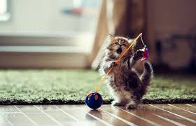 Top Oynayan Kedi Google Da Ara Cute Kittens Cok Sirin Hayvanlar Hayvan Bebekler