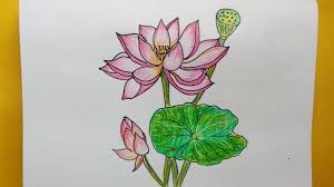 This delicate flower is so pretty! Lotus Flower Drawing Cizim