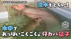 旭子と仔カバ凪子】潜水もとくい♪水中でおっぱいごくごく仔カバ凪子[Asahiyama Zoo] Baby Hippo suckling in the  water! - YouTube