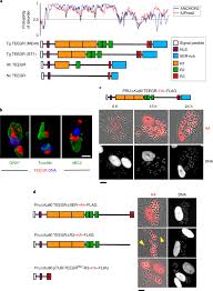 Tun m being the first person to be prime minister twice while being the oldest elected official in the world. The Toxoplasma Effector Teegr Promotes Parasite Persistence By Modulating Nf Kb Signalling Via Ezh2 Nature Microbiology