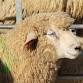 Royal Manx Show event image