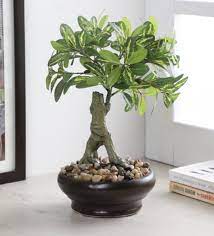 Newly Launched Nearly Natural Artificial Schefflera Plant With A Ceramic Pot Size 13 Plants Artificial Green Wall Artificial Plants