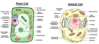 Maybe you would like to learn more about one of these? Cell Structure And Function Notes Class 8 For Cbse From Ncert