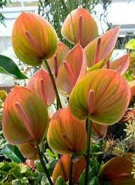 Premsaral Source Something To Say Flowers Anthurium Plant Anthurium Flower Anthurium