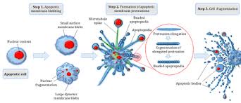 The key difference between plant and animal cell division is associated with. Apoptosis Wikipedia